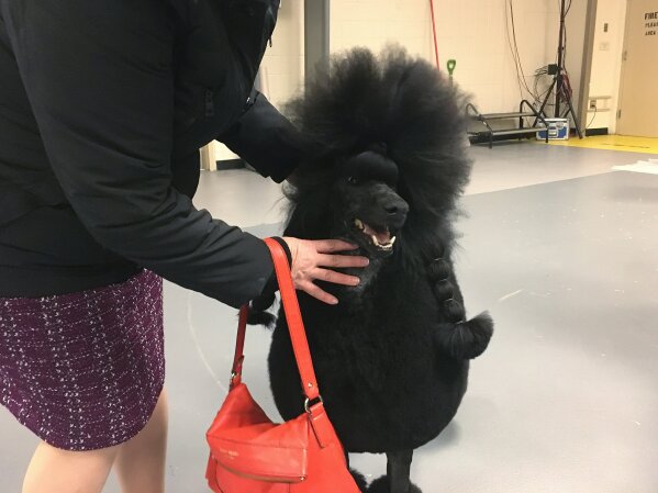 Standard poodle westminster dog deals show